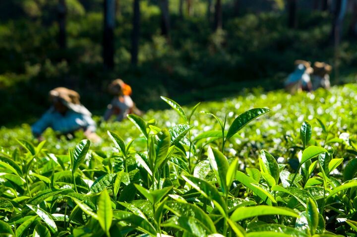 Nilgiris